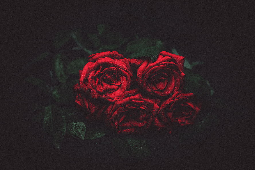 Moody Red Roses with Water Droplets on a Dark Background HD wallpaper
