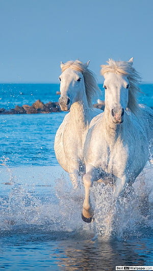 Two White Horses Galloping Through Shallow Ocean Water on a Sunny Day HD phone wallpaper
