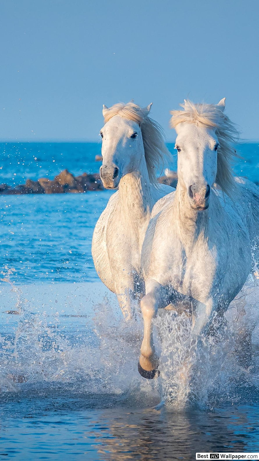 Two White Horses Galloping Through Shallow Ocean Water on a Sunny Day HD phone wallpaper