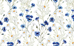 Watercolor Blue Cornflower and White Daisy Floral Pattern on White Background HD wallpaper