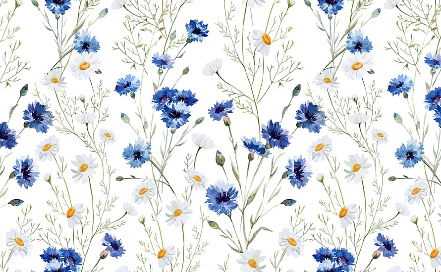 Watercolor Blue Cornflower and White Daisy Floral Pattern on White Background HD wallpaper