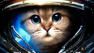 Realistic Orange Tabby Cat Inside a Futuristic Astronaut Helmet with Blue Space Background HD wallpaper