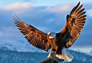 Majestic Bald Eagle Spreading Wings on a Rocky Perch with Snowy Mountains HD wallpaper