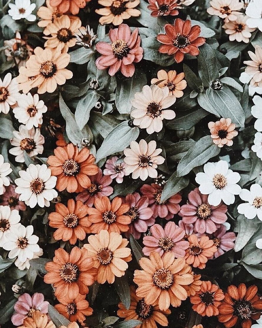 Vintage Aesthetic Zinnia Flower Field with Muted Earth Tones and Soft Green Foliage HD phone wallpaper