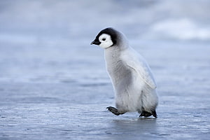Adorable Baby Penguin Walking on Icy Antarctic Snow HD wallpaper