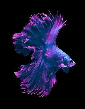 Vibrant Blue and Purple Betta Fish with Flowing Fins on Black Background HD phone wallpaper
