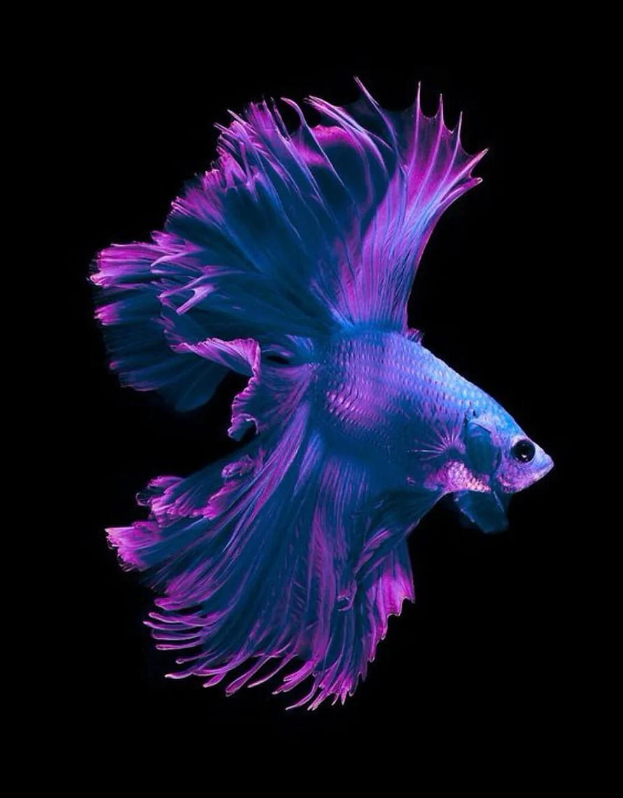 Vibrant Blue and Purple Betta Fish with Flowing Fins on Black Background HD phone wallpaper