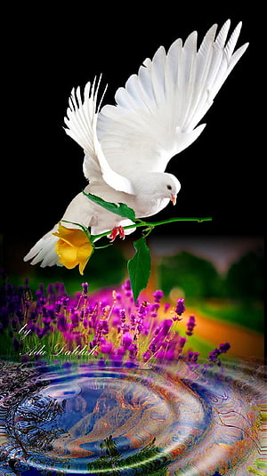 White Dove Carrying Yellow Rose Over Lavender Field and Water Reflection HD phone wallpaper