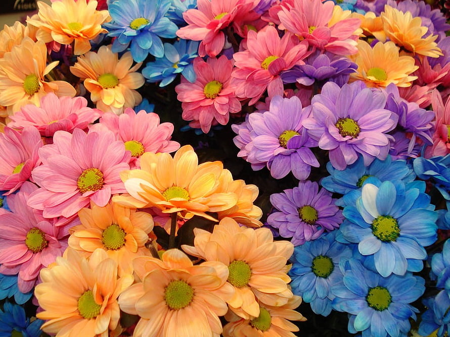Vibrant Multicolor Daisy Bouquet with Pink, Blue, Purple, and Orange Blooms HD wallpaper