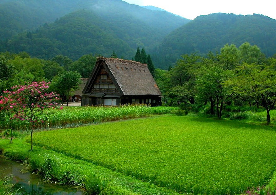 Traditional Japanese Farmhouse in Lush Green Rice Paddy with Mountain Backdrop HD wallpaper
