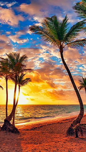 Tropical Beach Sunset With Leaning Palm Trees And Golden Ocean Horizon HD phone wallpaper