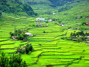 Vibrant Green Rice Terraces and Village Houses in a Lush Mountain Valley HD wallpaper