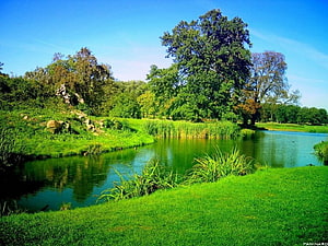 Serene Park Pond with Lush Green Grass and Tall Trees Under a Clear Blue Sky HD wallpaper