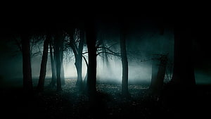 Eerie Misty Forest at Night with Dark Silhouetted Trees and Foggy Atmosphere HD wallpaper