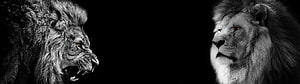 Two Majestic Lions Facing Each Other With Glowing Eyes On Black Background HD wallpaper