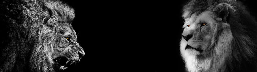 Two Majestic Lions Facing Each Other With Glowing Eyes On Black Background HD wallpaper