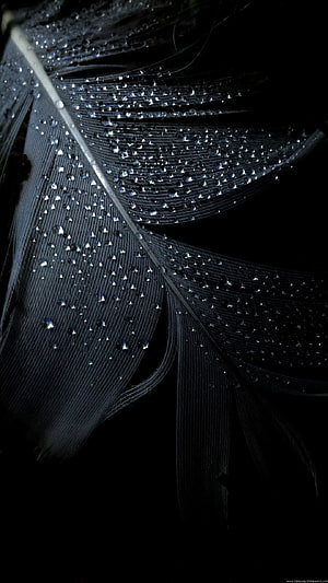 Close-up of a black feather covered in glistening water droplets against a dark background HD phone wallpaper