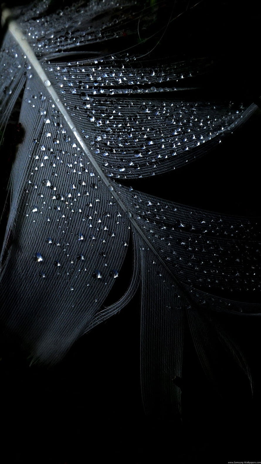 Close-up of a black feather covered in glistening water droplets against a dark background HD phone wallpaper