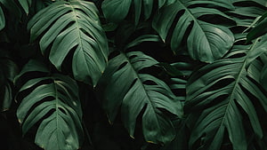 Dark Monstera Leaves Tropical Botanical Pattern HD wallpaper