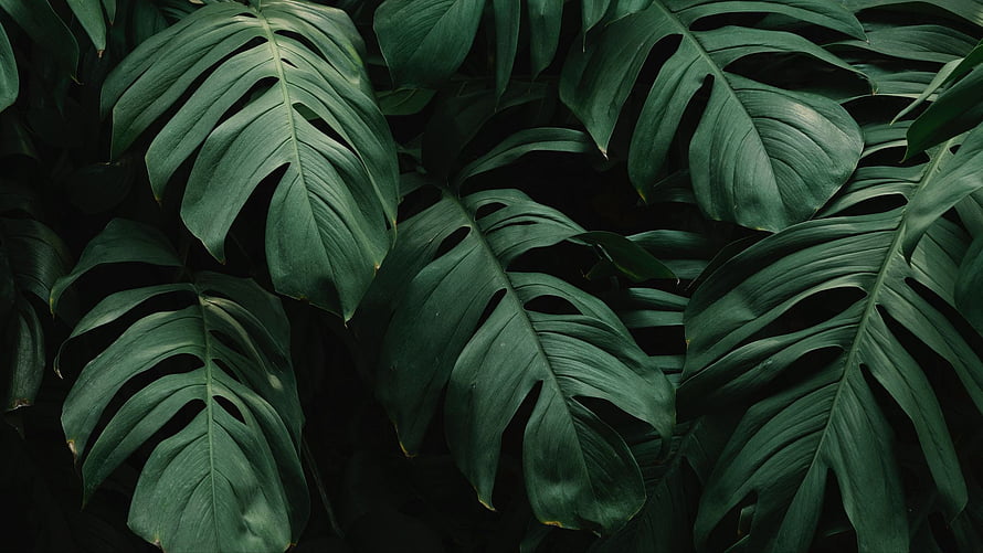 Dark Monstera Leaves Tropical Botanical Pattern HD wallpaper