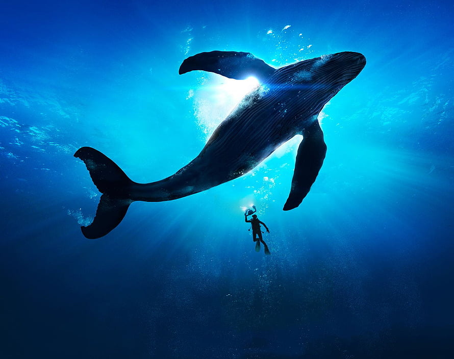 Majestic Humpback Whale Silhouette Swimming Above Freely Diving Scuba Diver in Deep Blue Ocean HD wallpaper