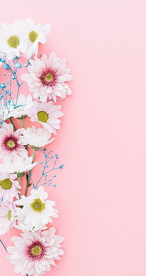 White and pink daisies with blue filler flowers on a soft pink background HD phone wallpaper