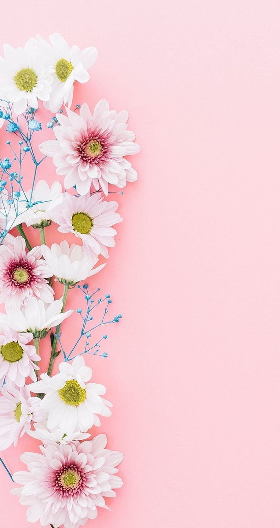 White and pink daisies with blue filler flowers on a soft pink background HD phone wallpaper