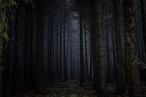 Dark and Mysterious Foggy Forest with Tall Pine Trees HD wallpaper