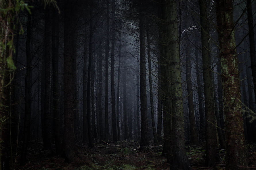 Dark and Mysterious Foggy Forest with Tall Pine Trees HD wallpaper