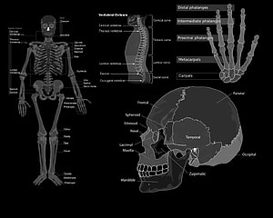 Human Skeletal System Anatomy Diagram with Labeled Bones, Skull, and Spine, Medical, Medical Laptop HD wallpaper