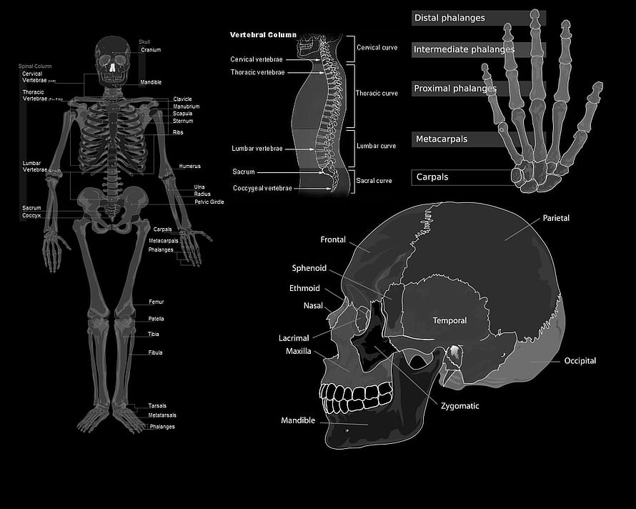 Human Skeletal System Anatomy Diagram with Labeled Bones, Skull, and Spine, Medical, Medical Laptop HD wallpaper