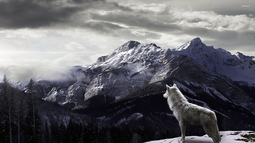 Majestic White Wolf Standing on Snowy Cliff Overlooking Rugged Mountain Range HD wallpaper