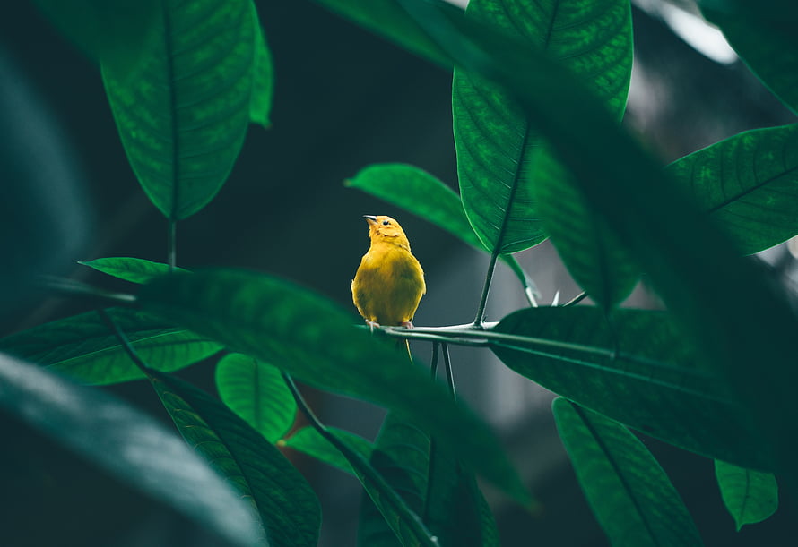 Vibrant yellow bird perched on a branch surrounded by lush green tropical foliage HD wallpaper