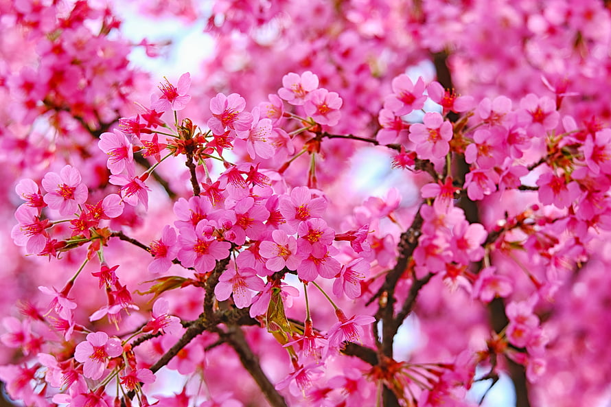 Vibrant Pink Cherry Blossoms in Full Spring Bloom on Tree Branches HD wallpaper