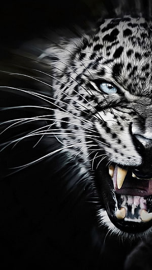 Aggressive Black Leopard With Blue Eyes Snarling In Dark High Contrast Portrait HD phone wallpaper