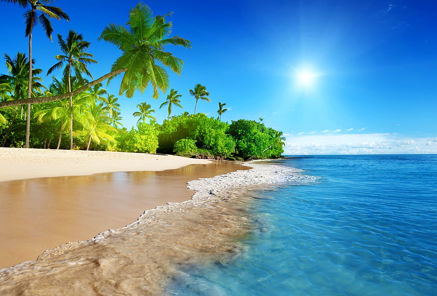 Tropical Paradise Beach with Palm Trees and Crystal Clear Blue Ocean Water HD wallpaper