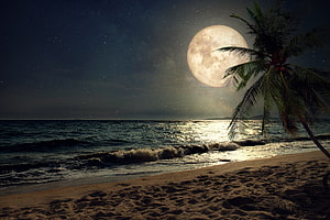 Serene Night Beach Scene With Giant Full Moon And Palm Tree Silhouette HD wallpaper