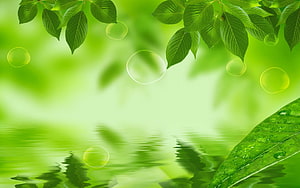 Fresh Green Leaves and Water Droplets Overlapping a Calm Reflective Pond Surface HD wallpaper