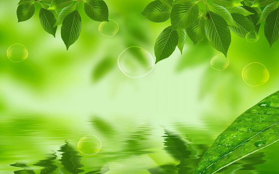 Fresh Green Leaves and Water Droplets Overlapping a Calm Reflective Pond Surface HD wallpaper