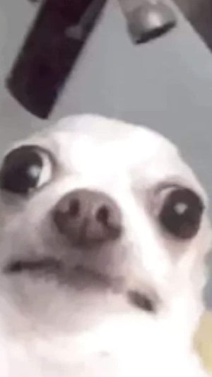 Funny White Dog Meme With Wide Eyes And Surprised Expression HD phone wallpaper