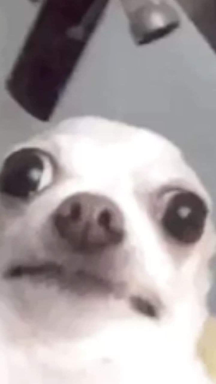 Funny White Dog Meme With Wide Eyes And Surprised Expression HD phone wallpaper