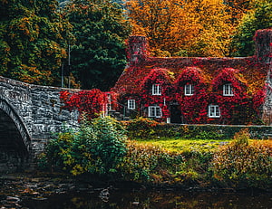 Cottage Covered in Crimson Ivy Beside a Stone Arch Bridge in Autumn HD wallpaper