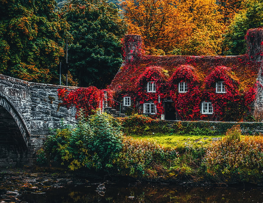 Cottage Covered in Crimson Ivy Beside a Stone Arch Bridge in Autumn HD wallpaper