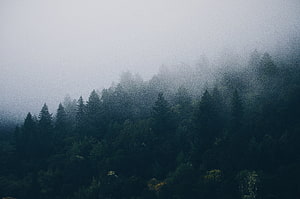 Misty Pine Forest Landscape With Foggy Mountain Trees And Dark Green Canopy HD wallpaper