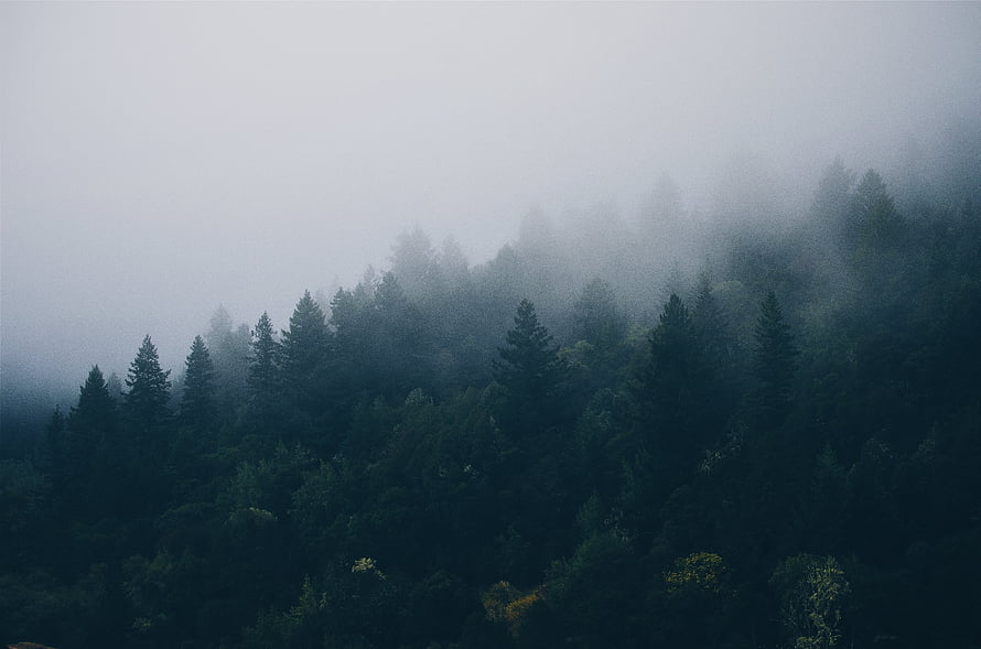 Misty Pine Forest Landscape With Foggy Mountain Trees And Dark Green Canopy HD wallpaper