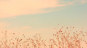 Serene Sunset Sky With Silhouetted Wildflowers And Soft Pastel Clouds HD wallpaper