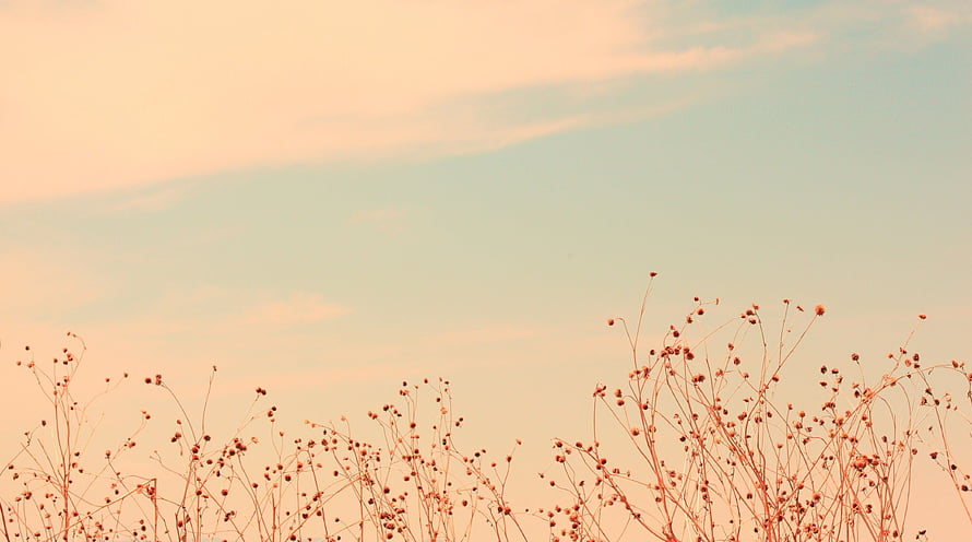 Serene Sunset Sky With Silhouetted Wildflowers And Soft Pastel Clouds HD wallpaper