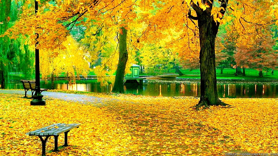 Golden Autumn Park Scene With Pond, Benches, and Vibrant Foliage HD wallpaper
