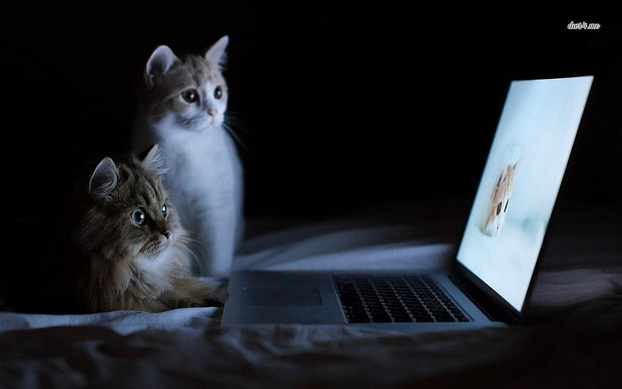Two fluffy kittens gazing at a glowing laptop screen in a dark room HD wallpaper