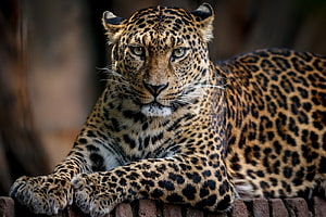 Close-up portrait of a leopard resting on a wooden fence with intense gaze HD wallpaper